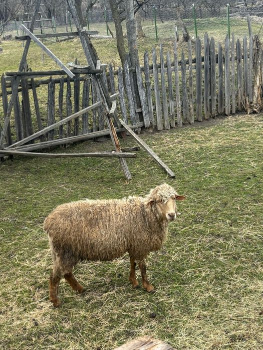 Disponibila oaie cu 2 miei !