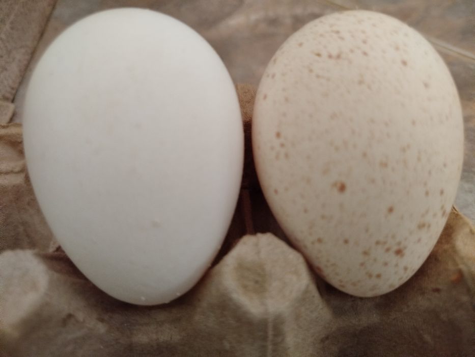 Яйца (Бройлерные индюки)