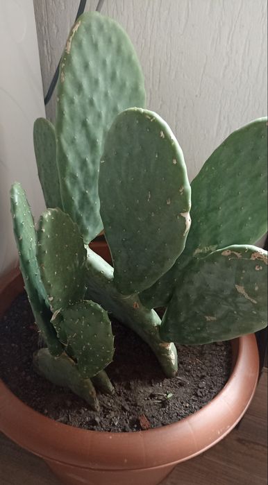 Екзотичен микс от цветя