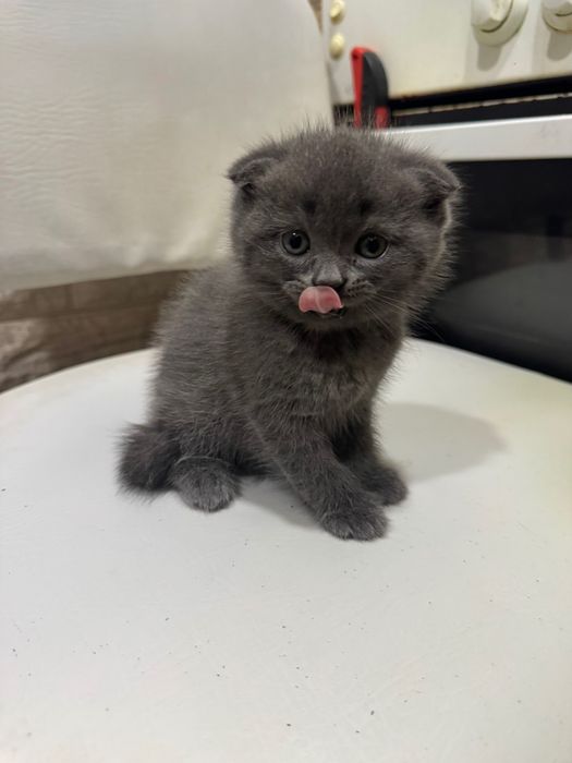 Продаются котята скотиш фолд породистые