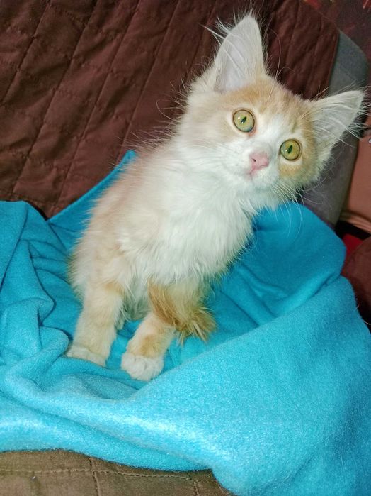 Отдам котенка мальчик