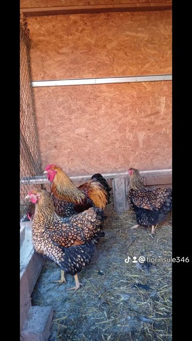 Vind cocoși Wiandotte GSG, albastru 150 bucata