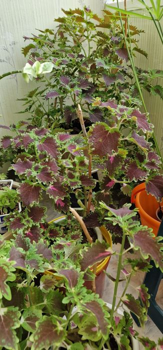 Комнатные растения.