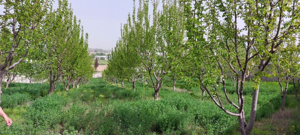 Продаётся земельный участок в Янгиюле