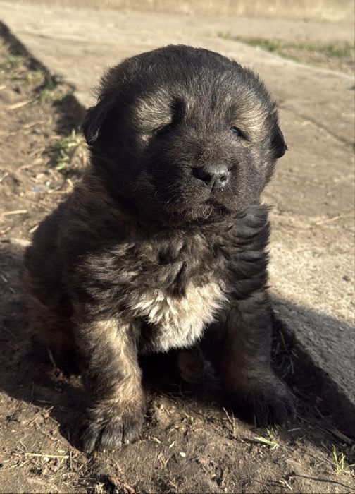 catel ciobanesc caucazian