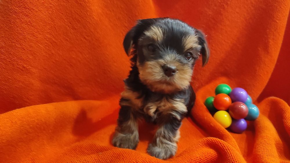 Йоркширский терьер