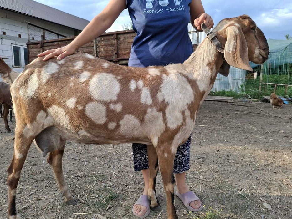 Țăpișori amglonubieni