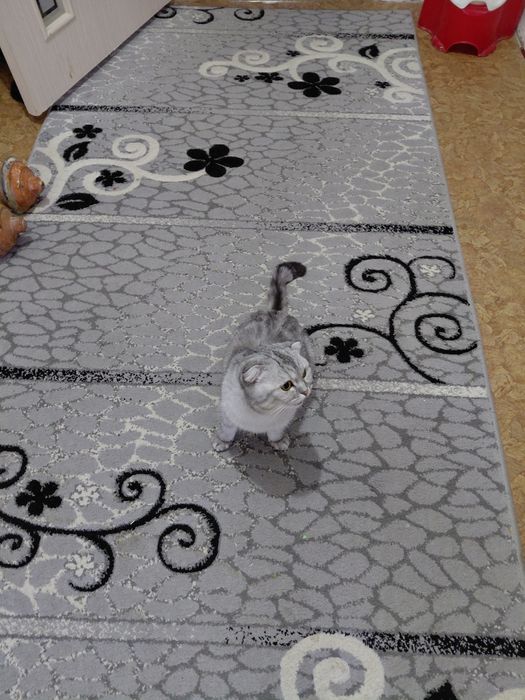 Срочно продаются