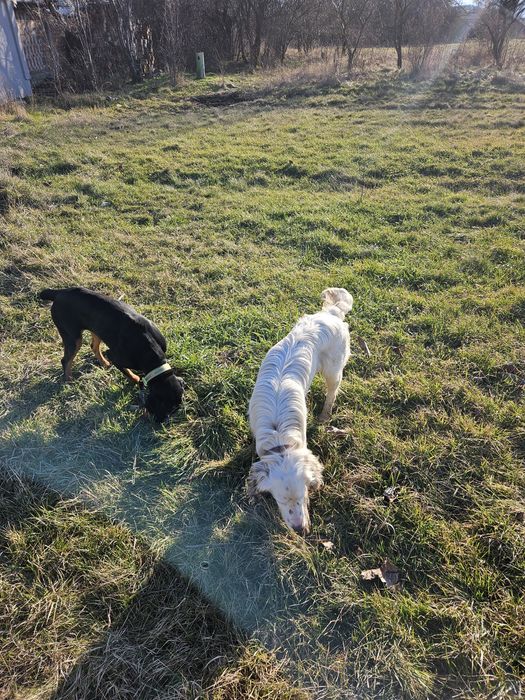 Подарявам английски сетер и гонче