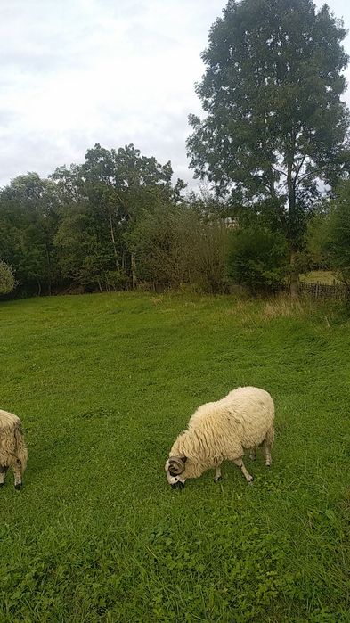 Se vând doi berbeci grași