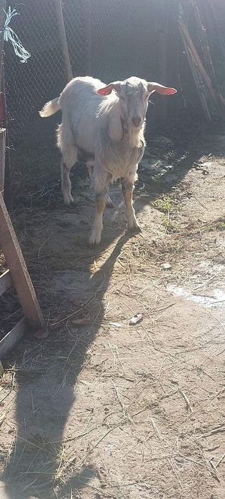 Продавам пръч на 10 месеца