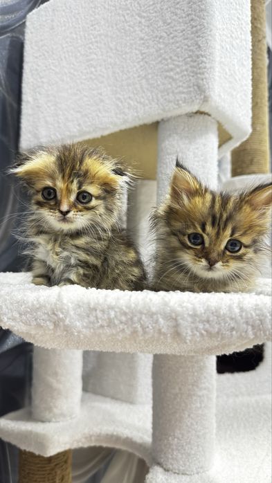 Котята в любящие ручки