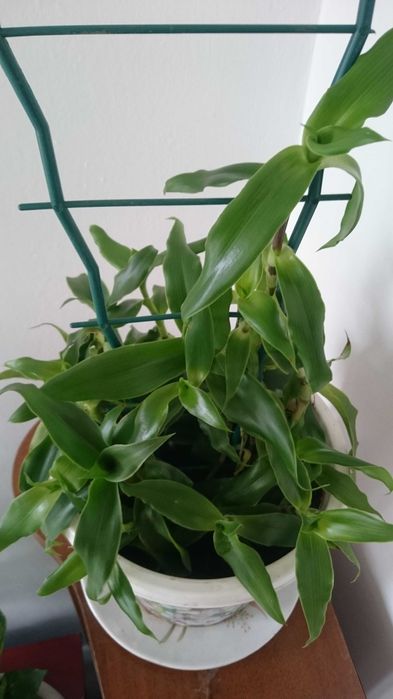 Апельсин Золотой ус Алоэ Вера Диффенбахия