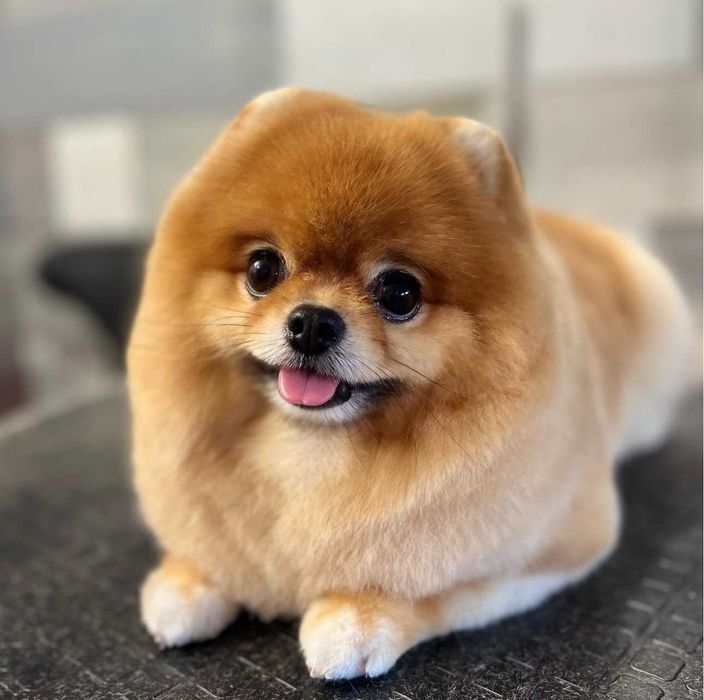 Груминг Pet Barber Варна