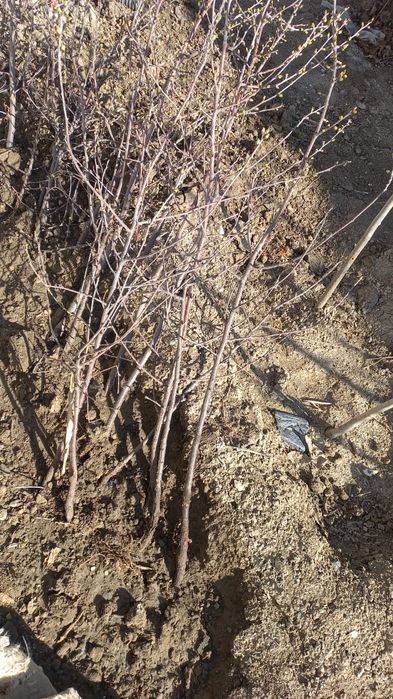 Саженцы местные.