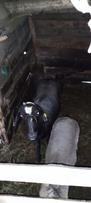 Продам кошкара..