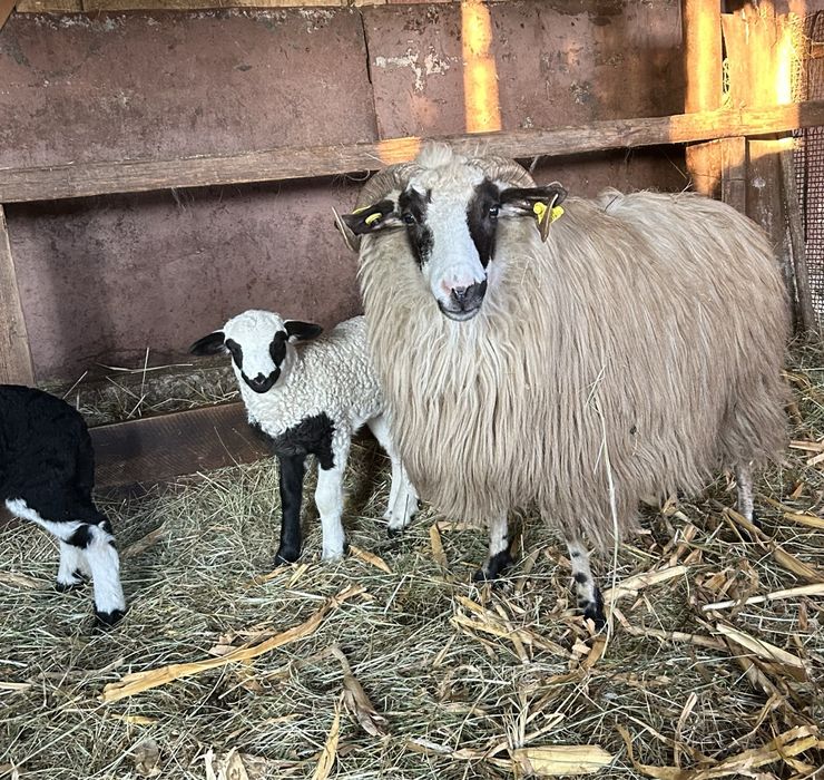 Disponibile oi breze cu miei langa ele