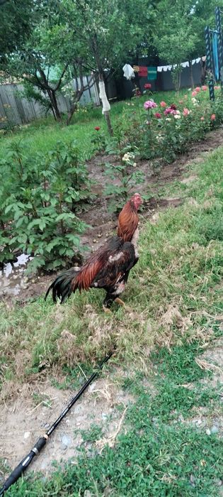 продам петуха дакан
