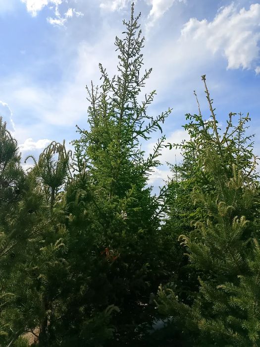 Продам зелёные ЕЛИ и МНОГОЕ ДРУГОЕ