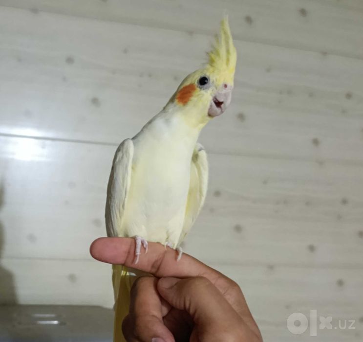 Попугайчики Корелла