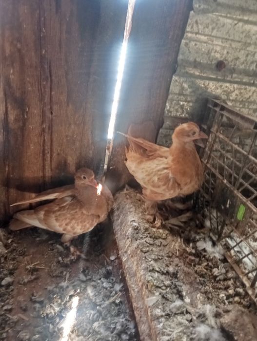 De vânzare voiajori colorați