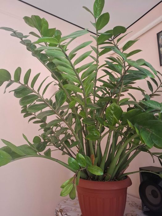 Продам Замиокулькос