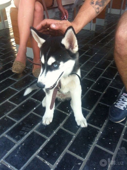 Husky хаски хасочки кутята продается красивые