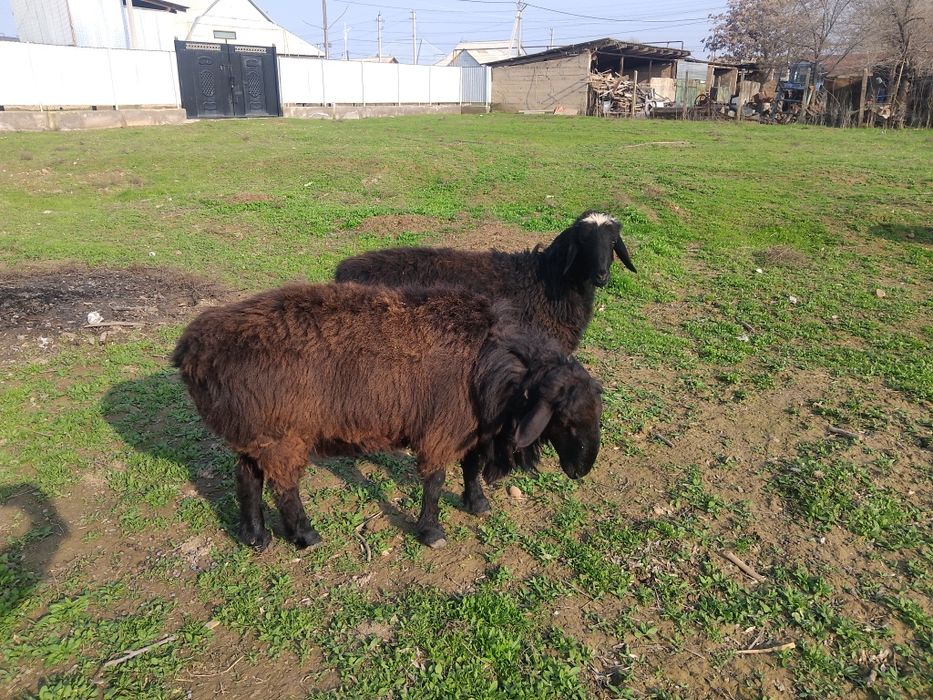 Қошқар сатылады семіз