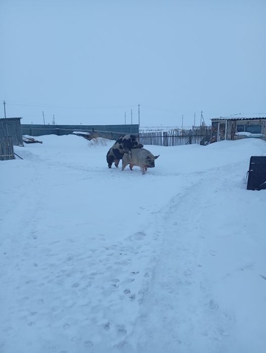 Продам кабана на племя