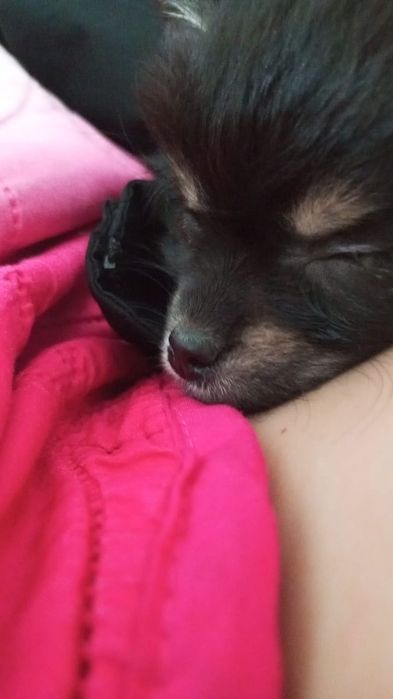 Щенок чихуахуа продам