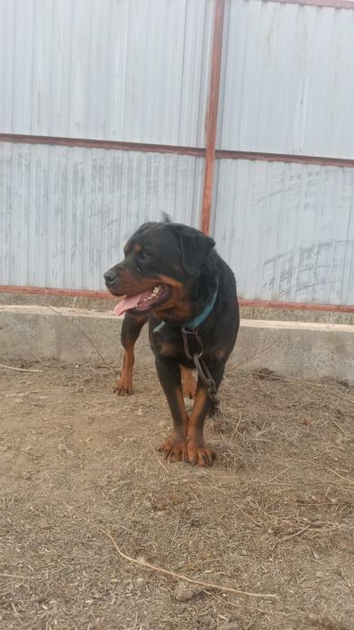 Ротвейлер сатылады