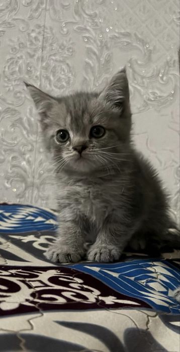 Котята 2 девочки