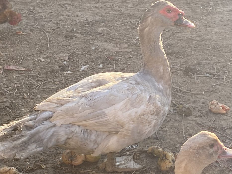 Изабелла  крупный селезень шипун