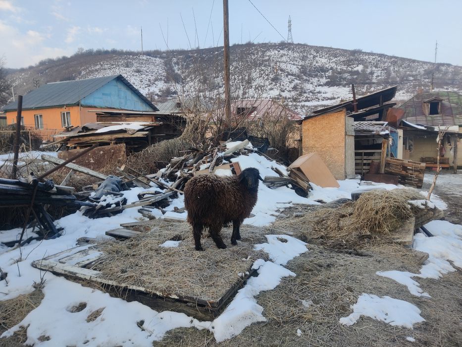 Продам барана кочкар