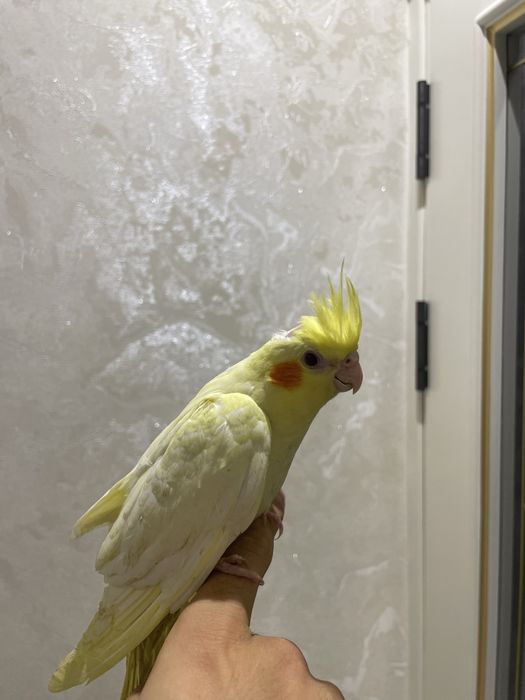 ручной карелла сотилади.