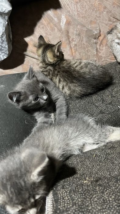 Отдам котят ………………………………
