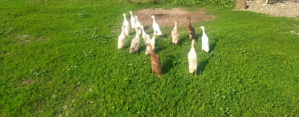 Vând rate indiene alergătoare