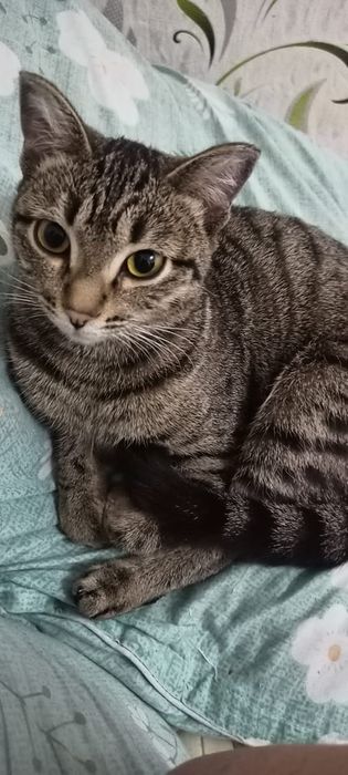 Китти ваш пушистый друг