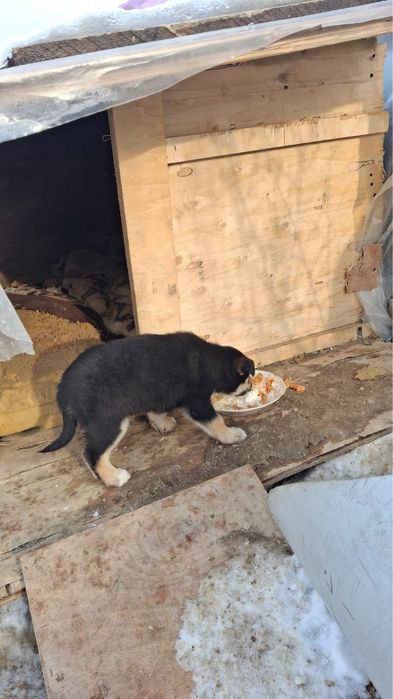 Щенки хорошие толстые