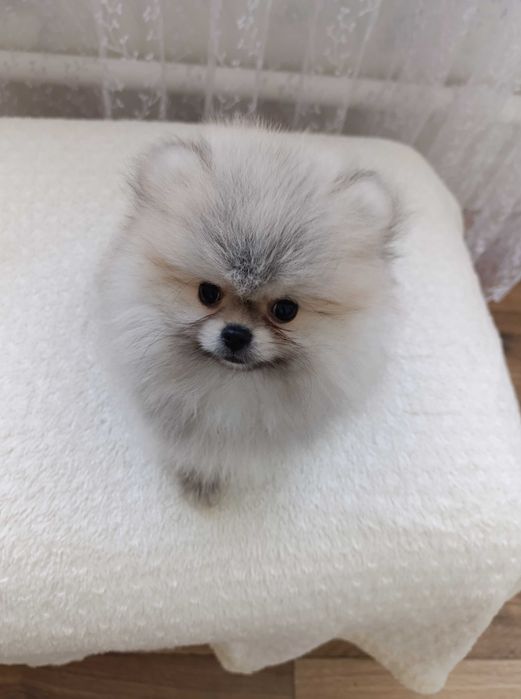 Щенок шпиц-мини.