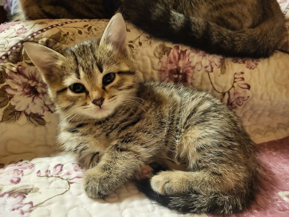Котята бесплатно котенок