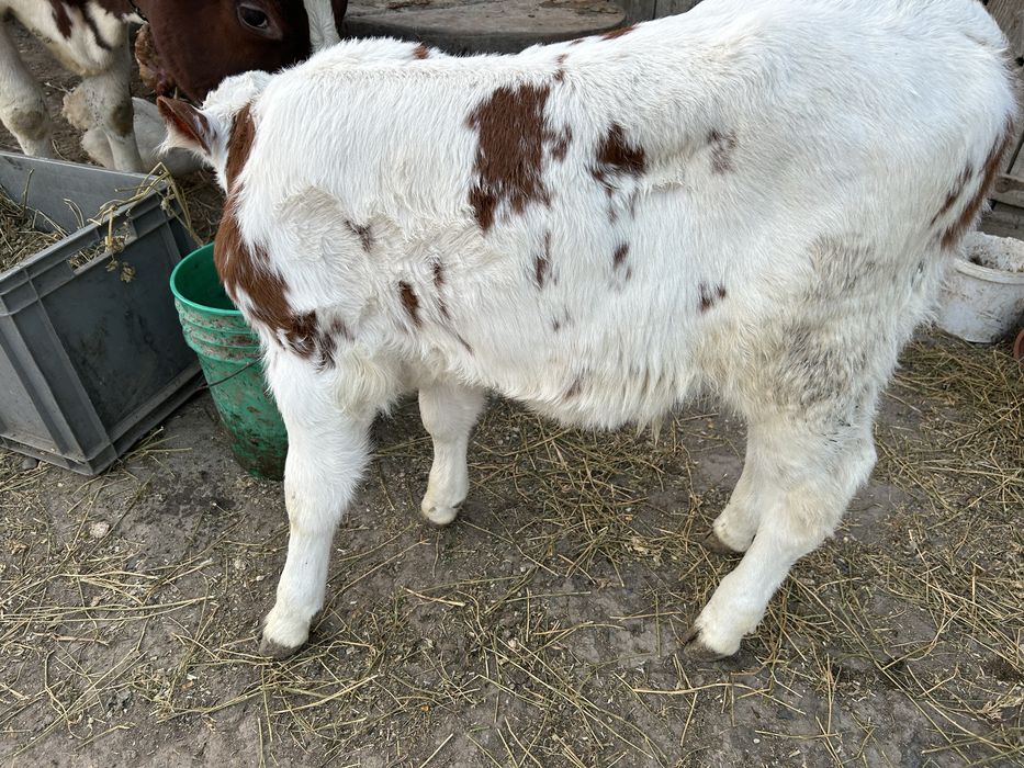 Vand vitei de cateva zile