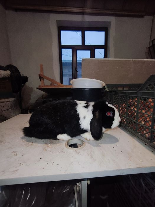 Karlik baran samka quyon sotiladi