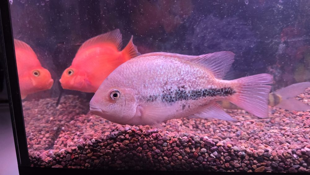 Продам аквариумных рыб