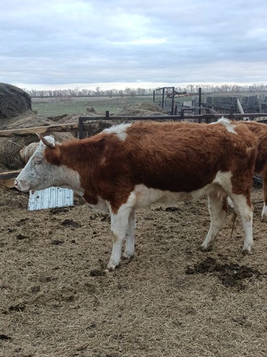 Продам корову симентал