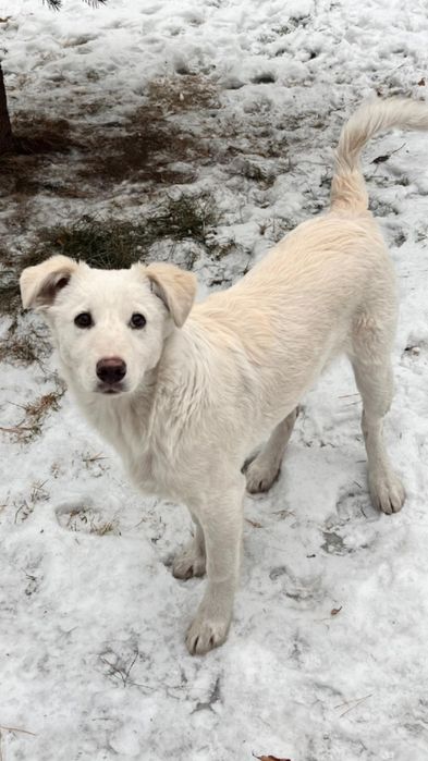 Ищем девочкам Дом!