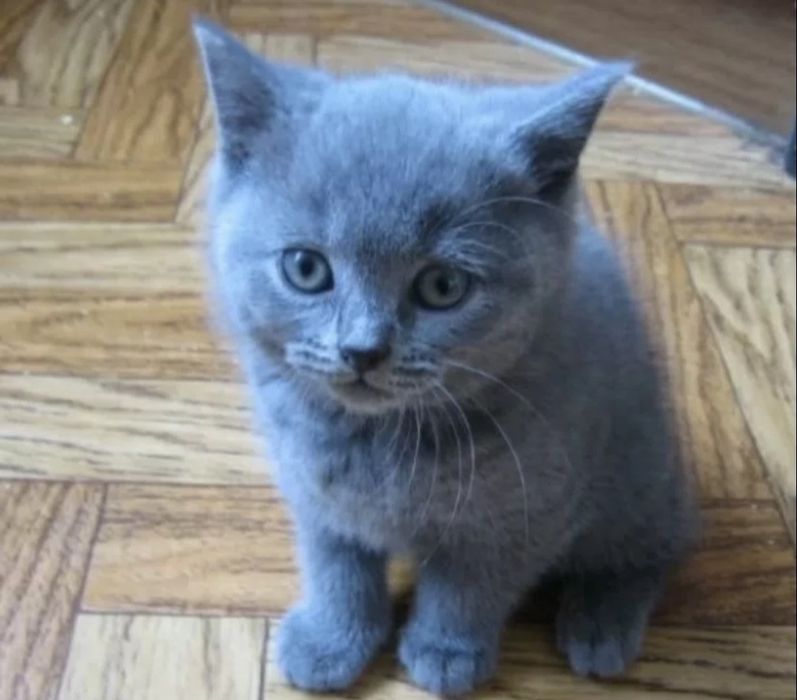 Шикарные ласковые девочки