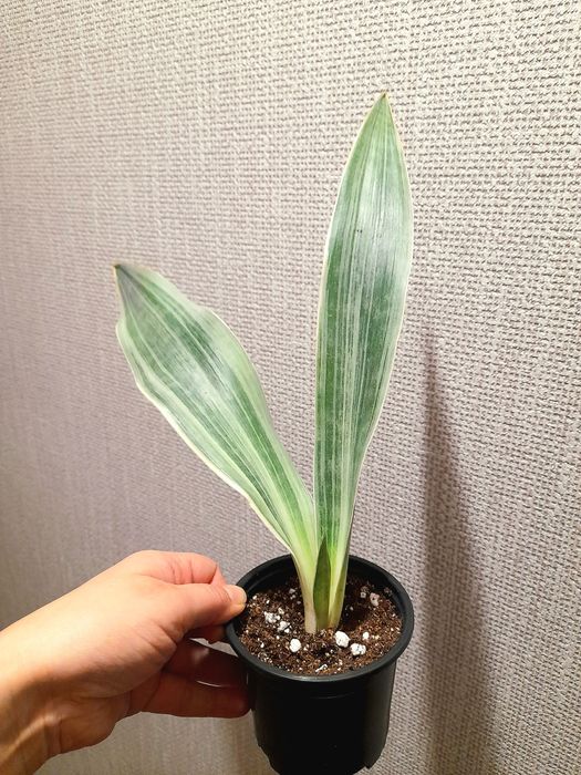 Продам Сансевиерия Металлика