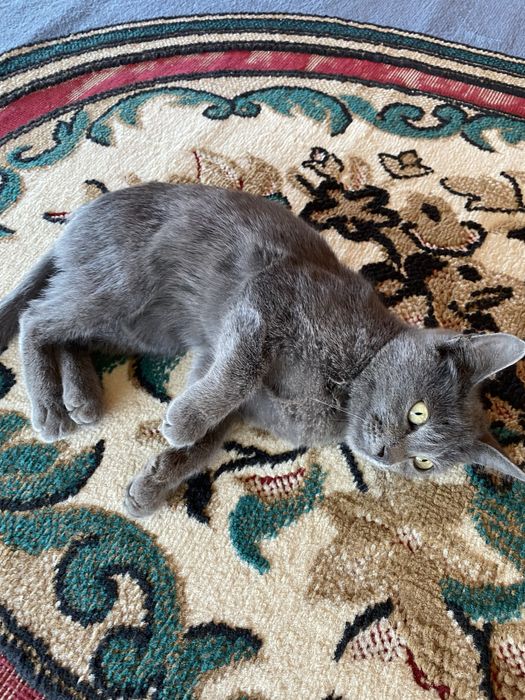 Отдам даром котенка
