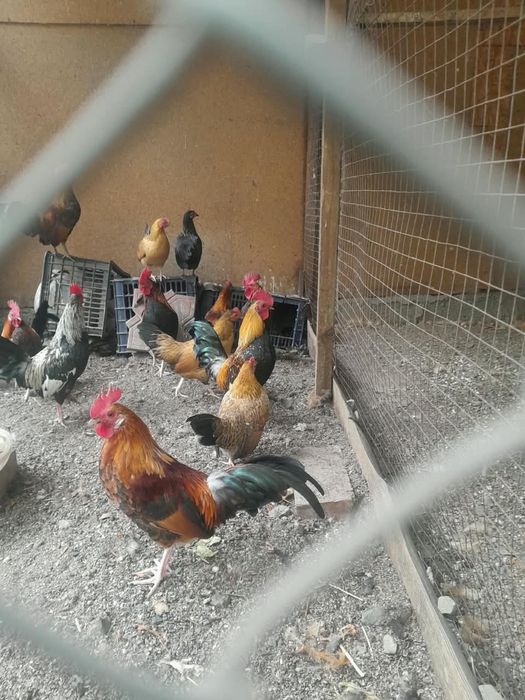 Продам петушков советских бентамок